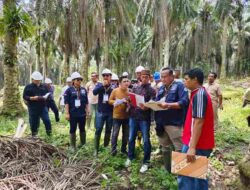 Pengadilan Negeri Pelalawan gelar pemeriksaan Setempat (PS) di Perkebunan Kelapa sawit PT Serikat Putra